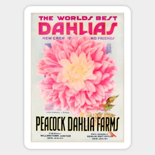 Peacock Dahlia Farms Catalogue Sticker